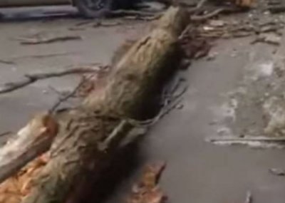 В Ростове рухнувшее на многоэтажку дерево разбило стекла в квартире