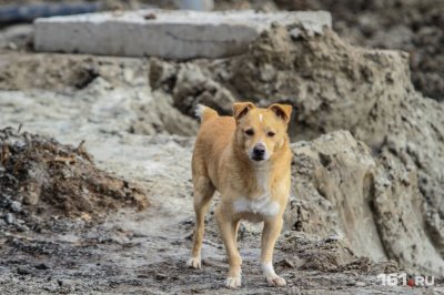 В Ростовской области ветеринар жестоко убил 173 собаки