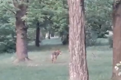 В Ростове в парке Чуковского заметили живого волка