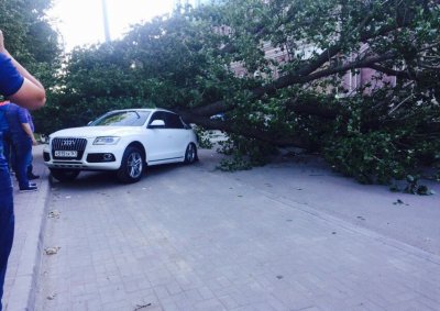 «Древопад» в Ростове: за день рухнувшие деревья разбили пять автомобилей