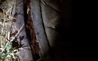 «Адское логово»: жители Портовой пожаловались на нашествие тараканов