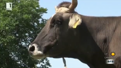 В Болгарии помиловали корову Пенку, сбежавшую за пределы ЕС