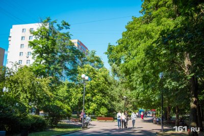 В Ростове 80% деревьев грозят рухнуть на головы прохожим