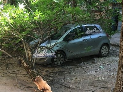 В Ростове рухнувшее от порыва ветра дерево придавило машину