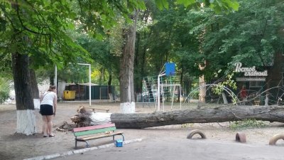 На территории ростовского детского сада рухнуло дерево