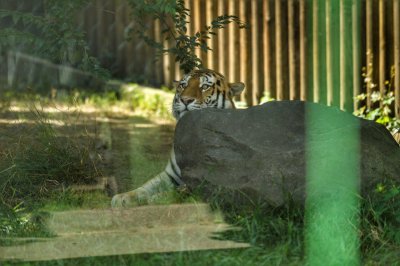 В Ростовский зоопарк привезут молодую амурскую тигрицу из Москвы