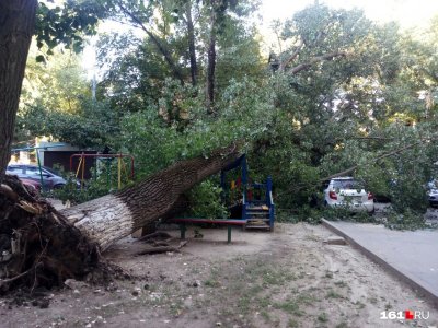 В центре Ростова с понедельника срубят десятки аварийных деревьев