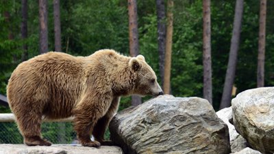 В Словакии медведь стал причиной ДТП