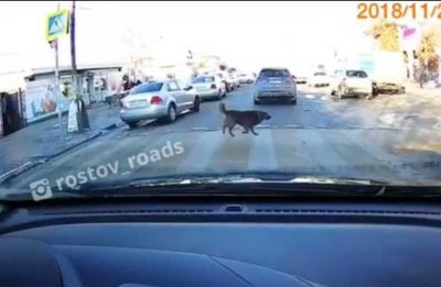 В Таганроге пес своим примером показал пешеходам, как надо переходить дорогу