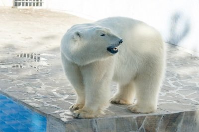 В ростовском зоопарке медведица Комета отпразднует день рождения