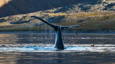 Комиссия по промыслу китов знает о планах Японии покинуть организацию