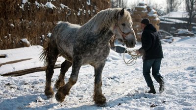 Под Бишкеком разводят огромных лошадей весом более тонны