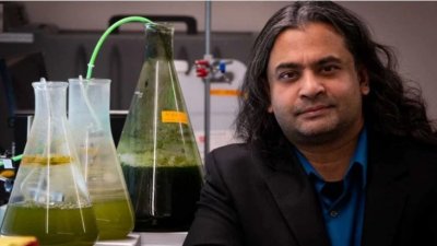 Ученые разработали дешевый способ производства биотоплива из водорослей