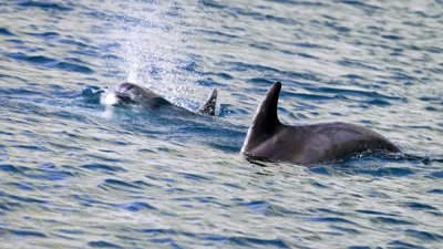 В Паттайе черноморские дельфины будут лечить детей с особенностями развития