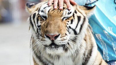 Работник зоопарка лишился рук при попытке искупать тигра