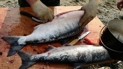 На Аляске из-за жары массово гибнет лосось