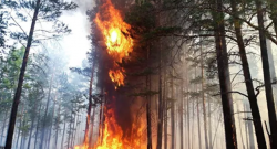 В УПЦ собирают средства для пострадавших от лесных пожаров на Луганщине