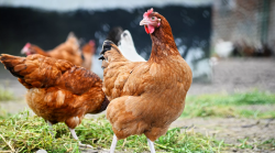 В двух европейских странах сообщили о вспышках птичьего гриппа