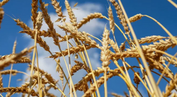 В США предрекли России один из лучших урожаев пшеницы в истории