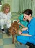Подготовка собаки к вакцинации
