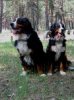 Структуры стай собак: Линейная иерархия