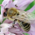 В янтаре ученые обнаружили пчелу возрастом 100 млн лет