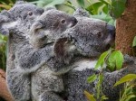 Австралийским ученым удалось решить проблему размножения коал