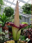 Зацвел самый крупный и зловонный цветок в мире