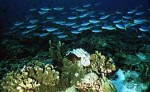 Обитателей морских глубин защитят искусственные рифы