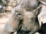 Старейший американский зоопарк раздает слонов