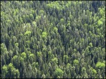 Ситуация с лесами на Земле "не так уж плоха"
