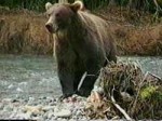 Кемеровские медведи не могут залечь в спячку из-за тепла