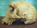 Ученые частично расшифровали геном неандертальца