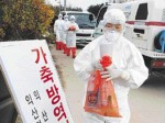 Появление на южнокорейской ферме вируса "птичьего гриппа" подтвердилось