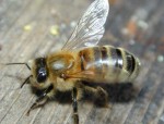 Американские ученые натаскали пчел на взрывчатку