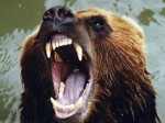 Медведи в Московском зоопарке не могут уснуть