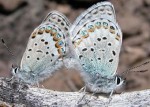Два вида американских бабочек слились в один
