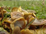 Аномальный декабрь: в лесу снова появились грибы