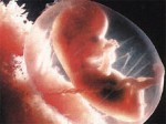 В Австралии разрешили клонировать клетки человеческого эмбриона