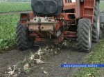 В Ростовской области за год произвели 600 тонн сахарной свеклы
