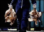 Французы проверяют кур на птичий грипп