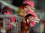 Во Вьетнаме зафиксирована эпидемия птичьего гриппа