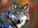 Амурским охотникам назначили премии за отстрел волков