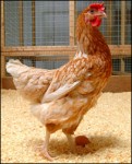 Куриные яйца помогут в борьбе с раком