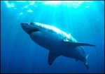 Австралийский ныряльщик избил акулу