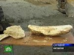 В Ингушетии нашли южно-кавказского слона