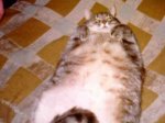 Лишний вес мешает коту наклоняться к миске