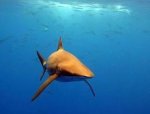 Пьяный австралийский рыбак напал на акулу