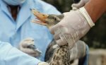 В Краснодарском крае зарегистрирован падеж дикой утки
