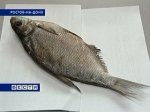 На Гуковском посту таможенники задержали 260 килограммов вяленной рыбы 